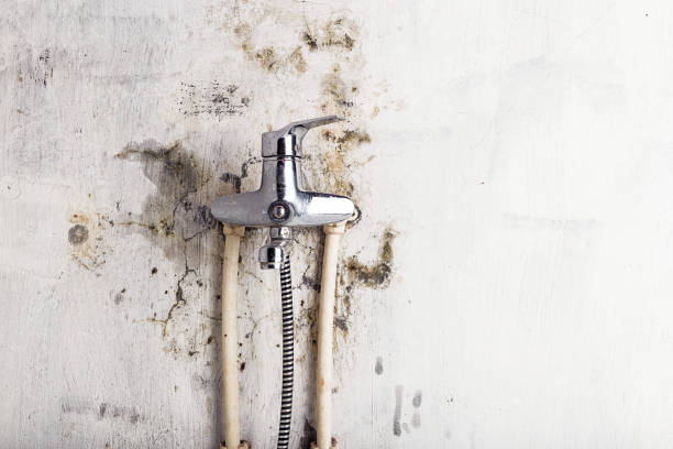 Best Same-Day Mold Removal  in Conway, AR