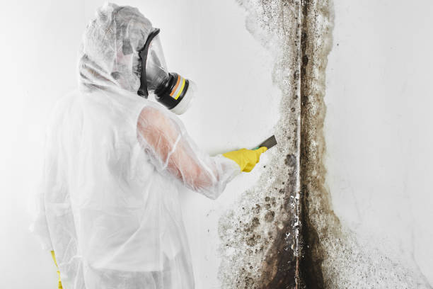 Best Mold Remediation  in Conway, AR