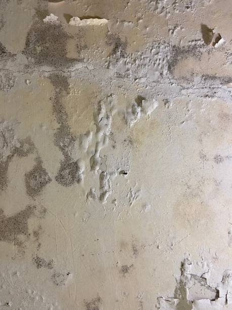 Best Emergency Mold Removal  in Conway, AR
