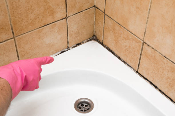 Mold Removal Process in Conway, AR